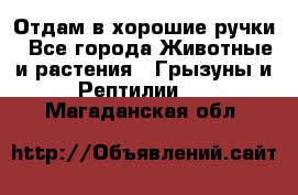 Отдам в хорошие ручки - Все города Животные и растения » Грызуны и Рептилии   . Магаданская обл.
